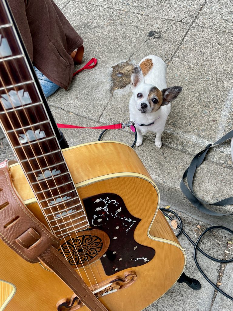 dog chillin' with the band - montclair village 2022