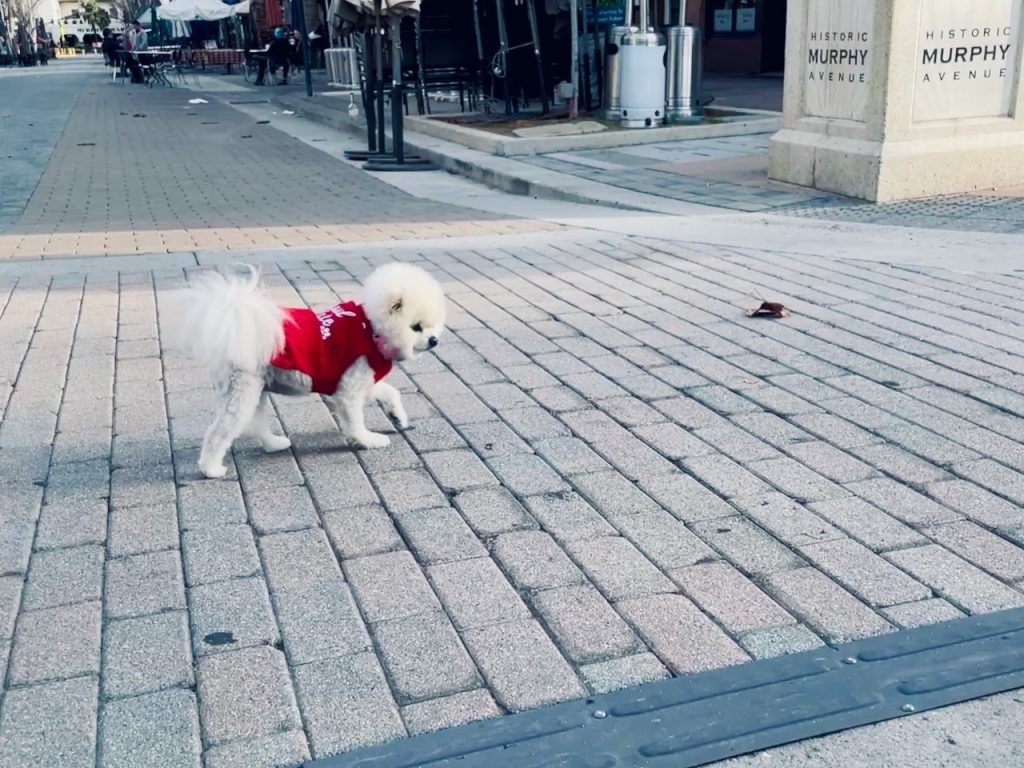 small dog with red sweater on Historic Murphy Avenue, Sunnyvale Feb 15th, 2026